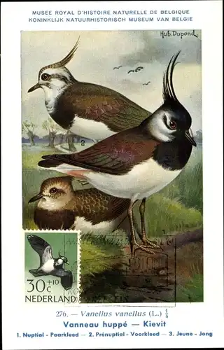 Künstler Ak Dupond, Hubert, Vanellus vanellus L., Kiebitz