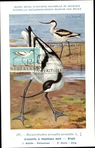 Künstler Ak Dupond, H., Recurvirosta avosetta avosetta
