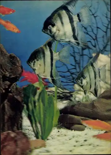 3D Ak Fische im Aquarium, Angel Fishes