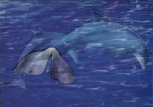 3 D Ak Delfin im Sprung