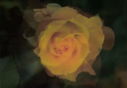 3 D Ak Gelbe Rose, Blüte