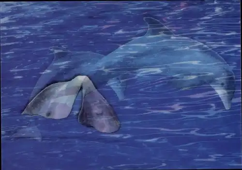 3 D Ak Delfin im Sprung