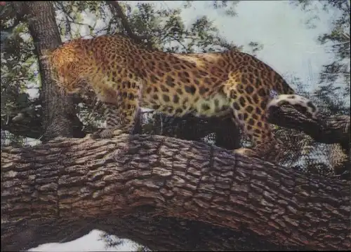 3 D Ak Leopard