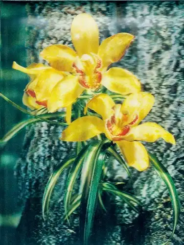 3 D Ak Orchids, Orchideen