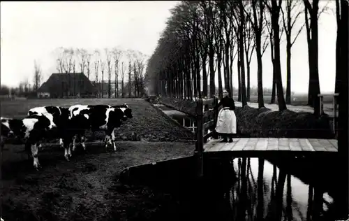 Ak Dubbeldam Dordrecht Südholland Niederlande, Kühe am Steg, Bäuerin