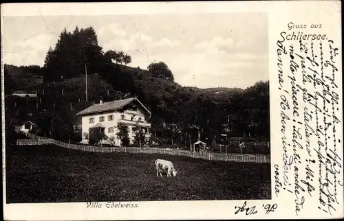 Ak Schliersee in Oberbayern, Villa Edelweiss, Kuh