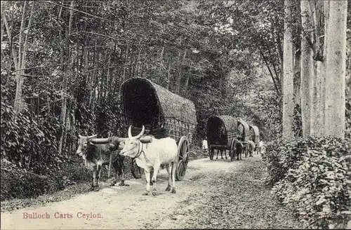 Ak Ceylon Sri Lanka, Bullock Carts