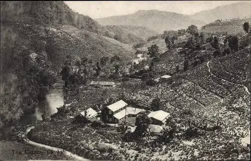 Ak Ceylon Sri Lanka, Tea Estate