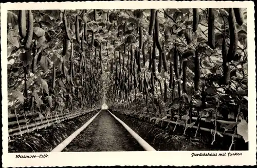 Ak Wiesmoor in Ostfriesland, Gewächshaus mit Gurken