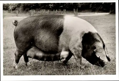 Ak Typische Angler Zuchtsau Ulla 14 117 Z, Schwein