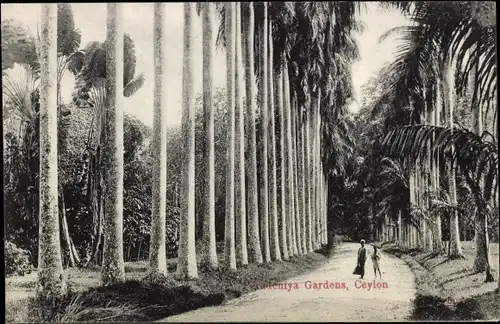 Ak Kandy Sri Lanka Ceylon, Peradeniya Botanical gardens