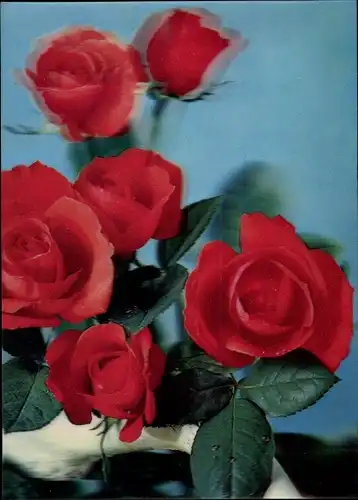 3-D Ak Red Roses, Drei rote Rosenblüten, Blumen