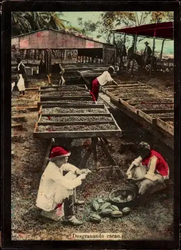 Foto Costa Rica, Desgranando cacao