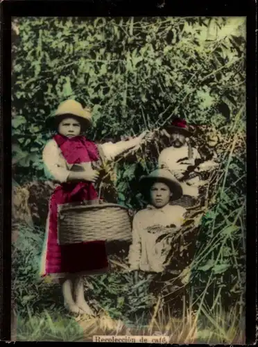 Foto Costa Rica, Recoleccion de cafe