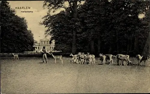 Ak Haarlem Nordholland Niederlande, Hertenskamp, Rehe