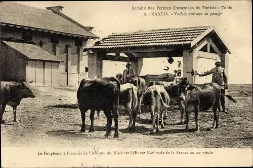 Ak Saadia Tunesien, Vaches croisées au pesage, Rinder