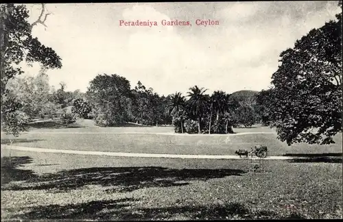Ak Kandy Sri Lanka Ceylon, Peradeniya Botanical gardens