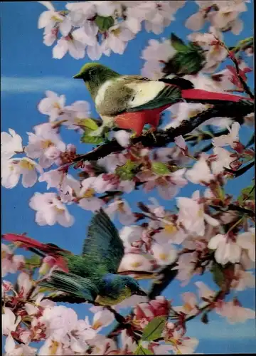 3-D Ak Birds, Oiseau sur cerisier, Kirschbaum