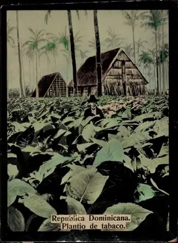 Foto Dominikanische Republik, Plantio de tabaco
