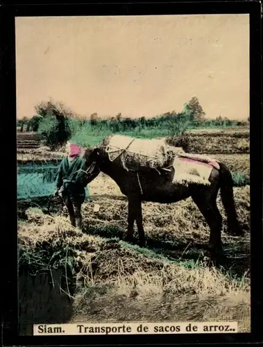 Foto Siam Thailand, Transporte de sacos de arroz