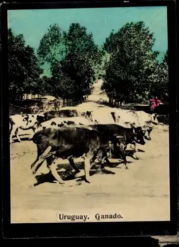 Foto Uruguay, Ganado, Rinder