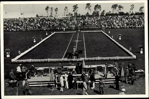 Sammelbild Olympia 1936, Dressurprüfung auf dem Maifeld