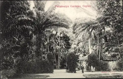 Ak Kandy Sri Lanka Ceylon, Peradeniya Botanical gardens