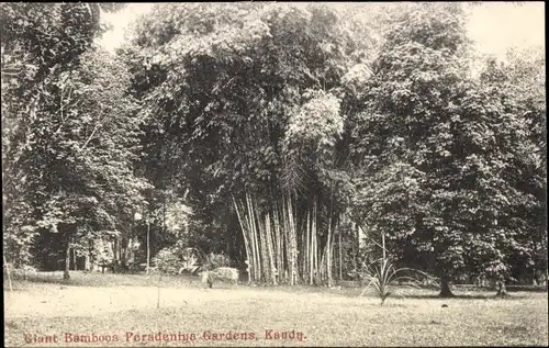 Ak Kandy Sri Lanka Ceylon, Giant Bamboos Peradeniya Botanical gardens