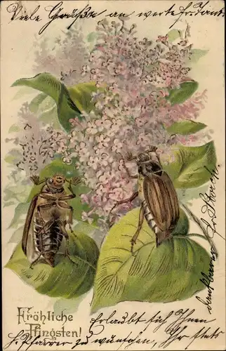 Präge Litho Glückwunsch Pfingsten, Maikäfer auf Fliederblättern