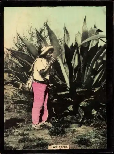 Foto Mexiko, Tlachiquero, Agave