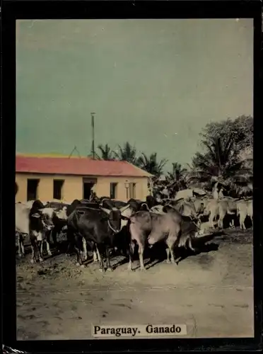 Foto Paraguay, Ganado, Rinder