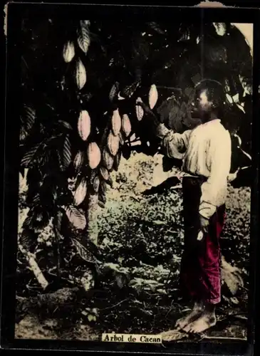 Foto Arbol de Cacao, Kakaobaum, Südamerika