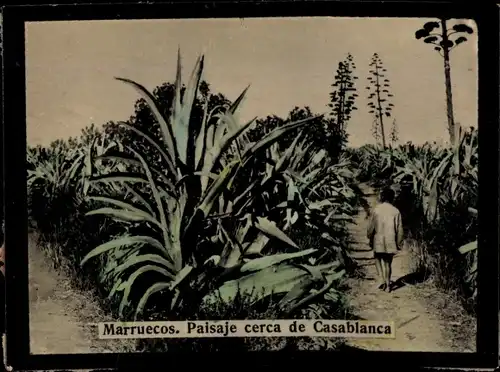 Foto Marruecos, Marokko, Paisaje cerca de Casablanca