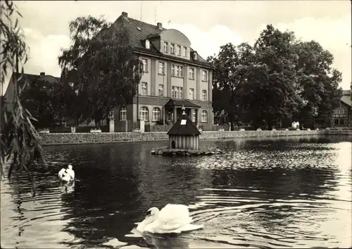 Ak Neustadt an der Orla, Am Gamsenteich, Schwäne