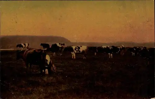 Ak Rinder auf der Weide