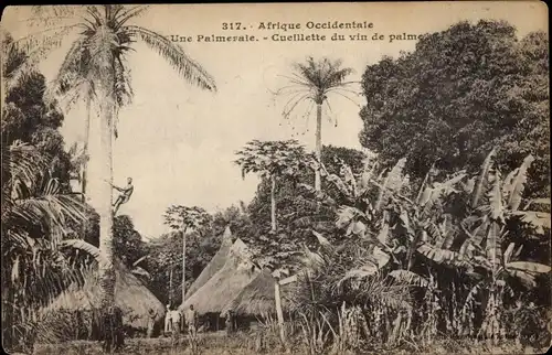 Ak Afrique Occidentale, Une Palmeraie, Cueillette du vin de palme