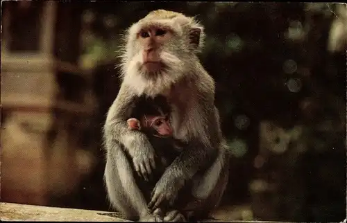Ak Macaque Monkey, Affe mit Jungtier
