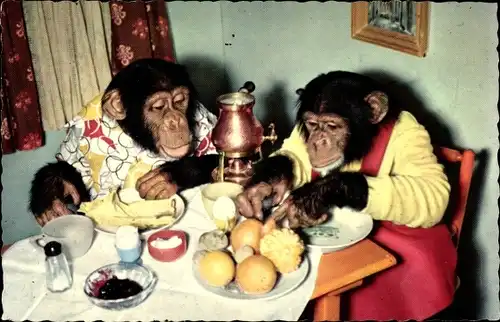 Ak Schimpansen in Kleidung am Tisch, Frühstück
