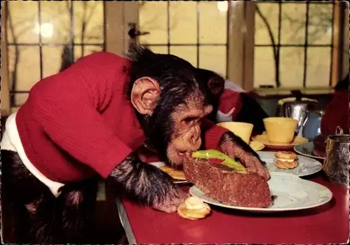 Ak Schimpanse in Menschenkleidern als Gast in einem Restaurant