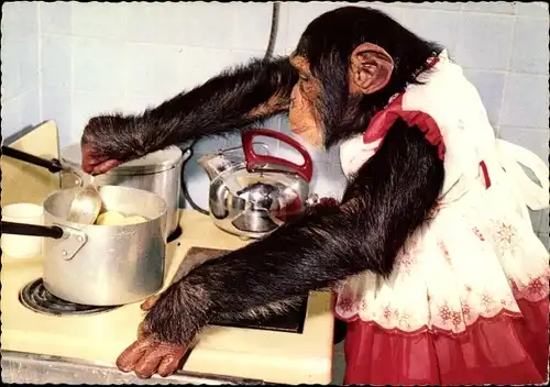 Ak Schimpanse in Frauenkleidern beim Kochen