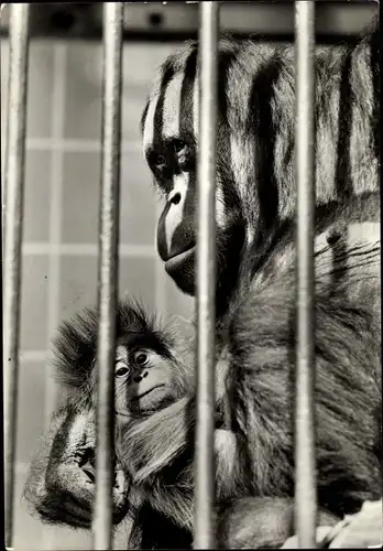 Ak Orang Utan mit Jungtier in einem Käfig im Zoo