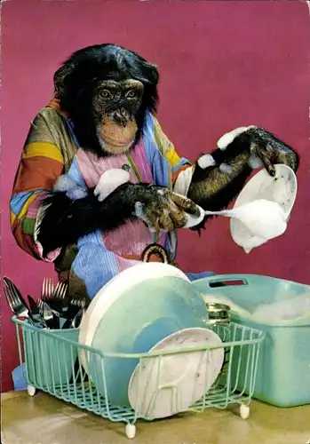 Ak Vermenschlichter Schimpanse wäscht Geschirr ab