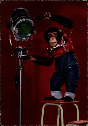 Ak Vermenschlichter Schimpanse mit Scheinwerfer