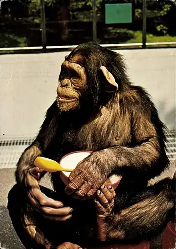 Ak Wuppertal in Nordrhein Westfalen, Schimpanse Epulu im Zoo