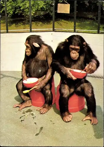 Ak Wuppertal in Nordrhein Westfalen, Schimpansen im Zoo