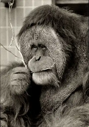 Ak Orang Utan in einem Zoogehege