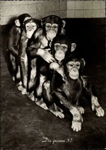 Ak Die großen 5, Schimpansen im Zoogehege