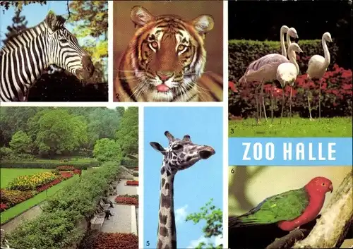 Ak Halle, Zoo, Böhm-Zebra, Sibirischer Tiger, Chile Flamingo, Uganda-Giraffe, Königsittich