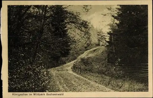 Ak Sachsenwald Hofriede Aumühle im Herzogtum Lauenburg, Königsallee im Wildpark