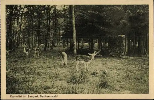 Ak Sachsenwald Hofriede Aumühle im Herzogtum Lauenburg, Damwild im Saupark